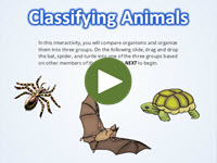 Classifying Animals