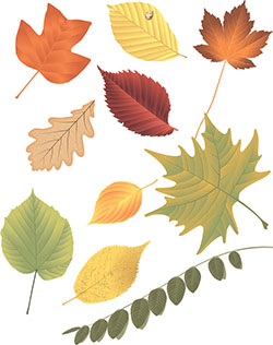 assorted leaves