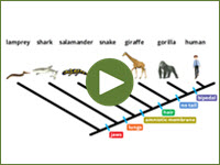 Cladograms