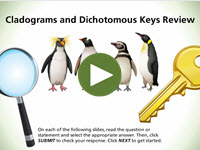 Cladograms and Dichotomous Keys Review