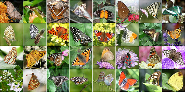 species of butterflies