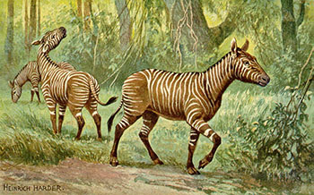 Hypohippus is an extinct ancestor of the modern horse