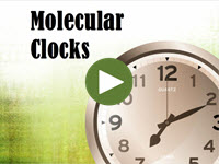 Molecular Clocks