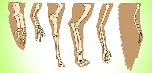 bone structure of various animal limbs