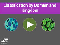 Classification by Domain and Kingdom Interactivity