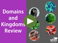 Domains and Kingdoms Review