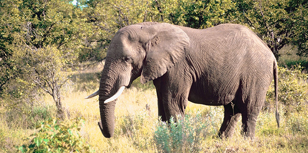 An elephant surrounded by plants