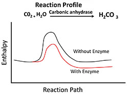 Reaction Profile