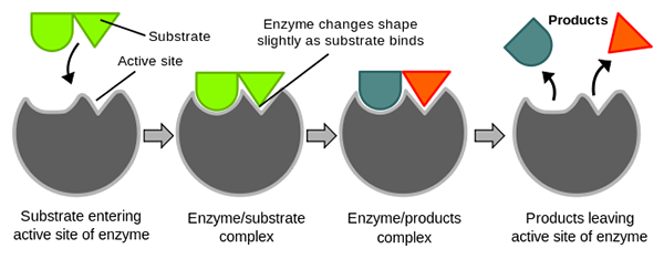 Enzymes Steps