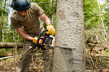 A man cutting down a tree