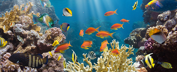 Tropical fish at a coral reef