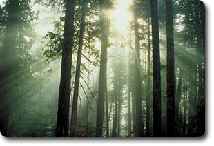 The Sun shining through trees in a forest