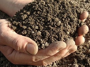 Handful of Soil