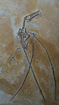 Fossil of a winged dinosaur