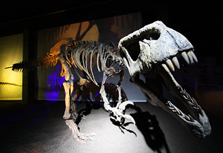 A Skeleton of Tyrannosaurus Rex