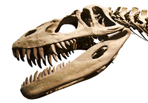 a fossil of a Tyrannosaursus Rex