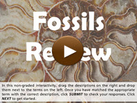 Fossils Review