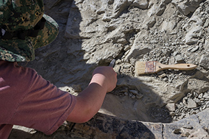 Paleontologist extracting a fossil