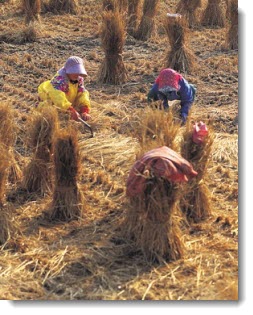 Two women harvesting hay in traditionl clothing using traditional technologies