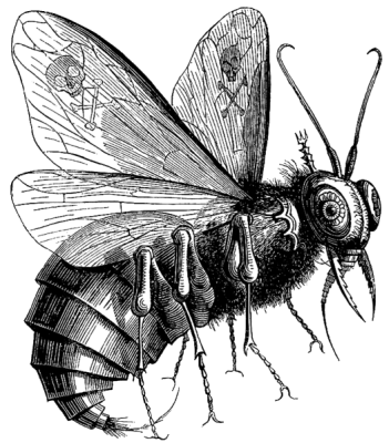 a fly