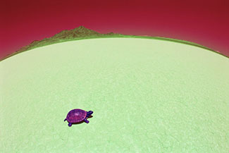 surrealist graphic of a turtle crossing a desert