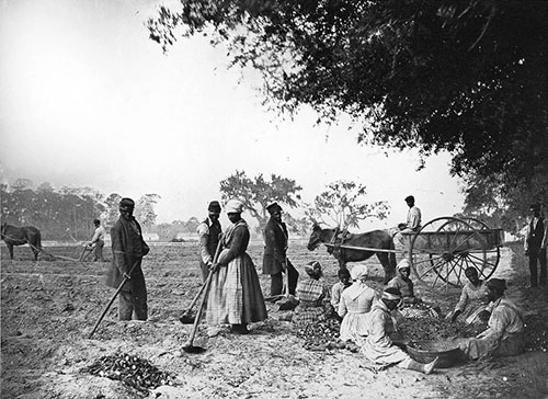 slaves working on a plantation