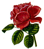 rose