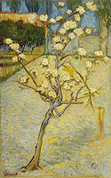 a pear tree