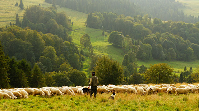 a shepherd with his flock