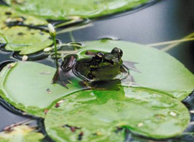 A frog in a pond