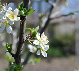 Plum Tree