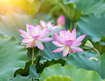 A type of lotus flower 