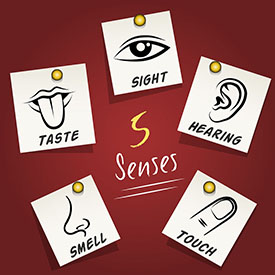 the five senses