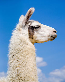 llama