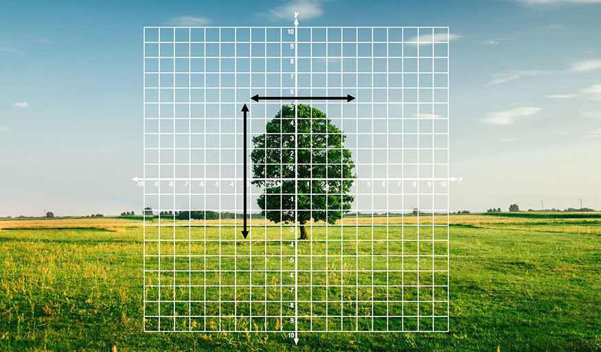 coordinate plane overlaid on a photo of a tree