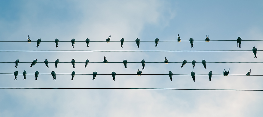 Five powerlines with birds resting on all but one of them