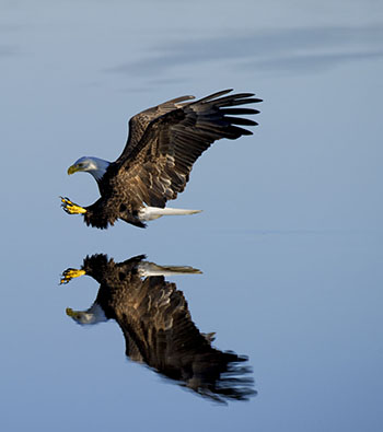 flying eagle with reflection in water