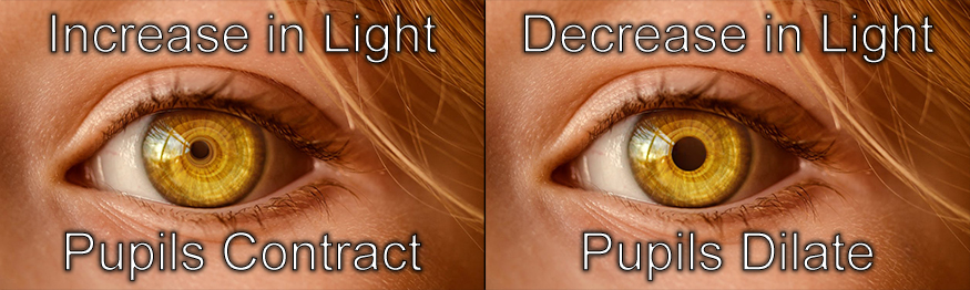 human eye exposed to light with the pupil contracted, or small, next to human eye in reduced light with pupil dilated, or enlarged