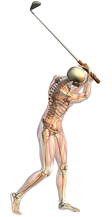 Golf swing showing bones, muscles, and joints