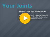 Your Joints Activity