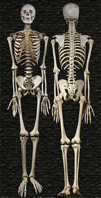 Human Skeleton