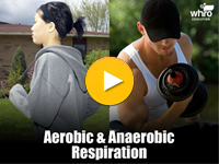 Aerobic and Anaerobic Respiration