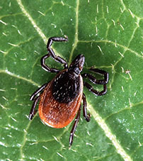 Deer tick