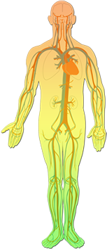 cardiovascular system