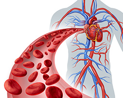 Cardiovascular System