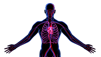 cardiovascular system