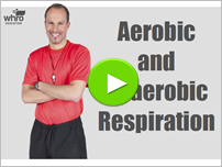 Aerobic and Anaerobic Respiration