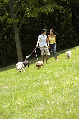 A boy and girl walking four dogs