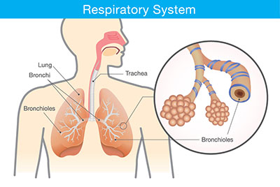 Respiratory System Affected by Asthma