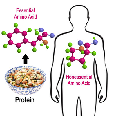 essential amino acids from dietary protein and nonessential amino acids from the body